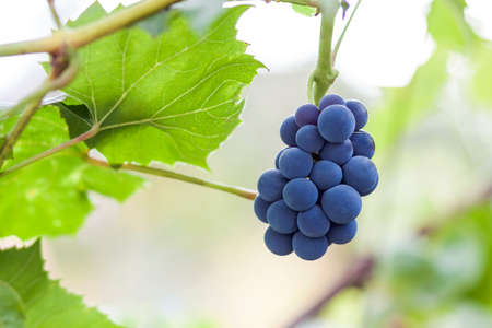 Bunches of black grapes on vine, bright blurred background, copy space.の写真素材