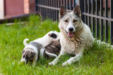 Mother dog with baby puppies, A cute puppy, a dog,  dog - focus on front - blurred background.