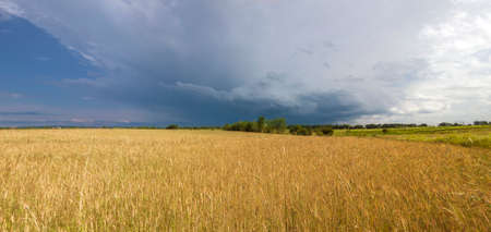 Yellow wheat field and stormy rain cloudsの写真素材