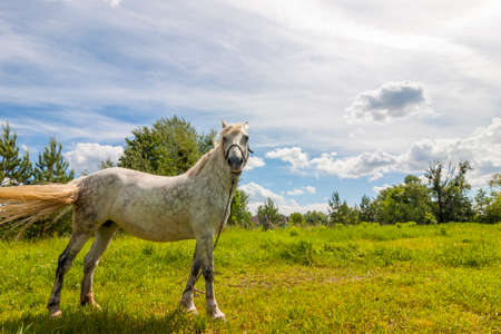 Beautiful  white horse on pasture with green grassの写真素材