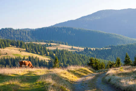 Summer landscape in the Carpathians with cow grazing on fresh green mountain pastures and  mountain tops in the backgroundの写真素材
