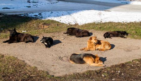 Homeless dogs in winter time heating on sanitaryware well. Stray dogs basking on the sewer hatch in cold weather in winterの写真素材