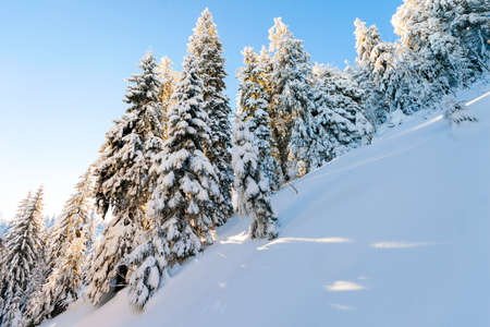 Pine trees in mountains in winter sunny day.の写真素材