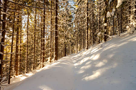 Pine trees in mountain forest in winter sunny day.の写真素材