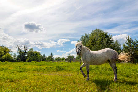 Beautiful white horse on pasture with green grass on bright sunny spring dayの写真素材