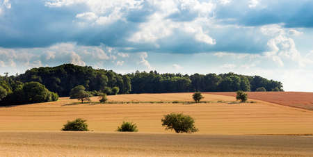 Field of wheat under cloudy sky