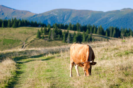 Summer landscape in the Carpathians with cow grazing on fresh green mountain pasturesの写真素材
