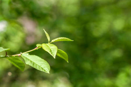 Green leaves of young tree in spring. Beginning of new life in springの写真素材