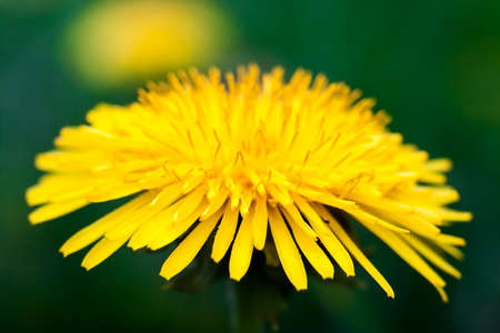 Yellow dandelion flowers on green grassの写真素材