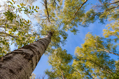Tops of trees with green leaves in forest and blue sky in spring or summerの写真素材