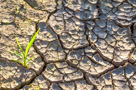 Plant in dried cracked mud.の写真素材