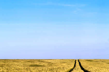 Dirt road path in a wheat field landscape in summerの写真素材