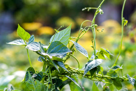 Green plant leaves in summer sunlight close-upの写真素材