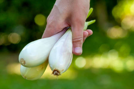Woman hand holding white onions outdoors close upの写真素材