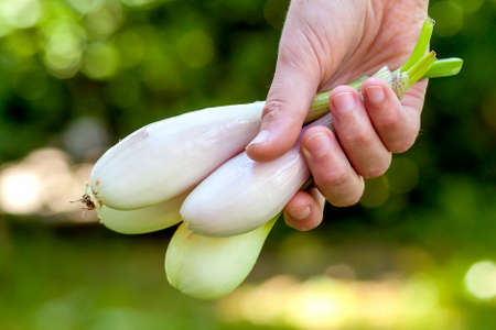 Woman hand holding white onions outdoors close upの写真素材
