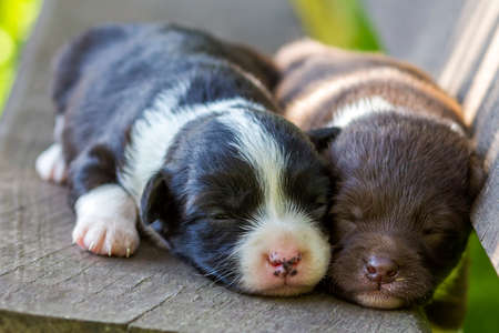 Two little puppy dogs sleeping on wooden bench