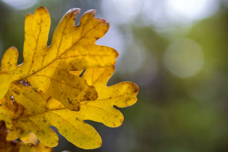 Oak tree leaves in autumn forest for backgroundの写真素材