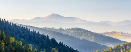 Amazing soft sunrise panorama in mountains. Cerpathian mountain peaks and hills in autumn over the tops of pine treesの写真素材