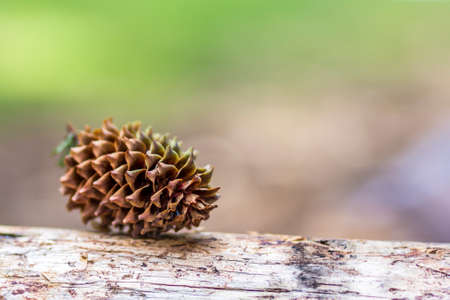 Close-up of pine tree cone with colorful blurred background. New Year and Christmas concept.