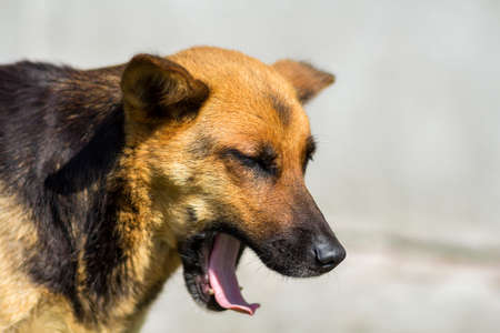 Portrait of a dog with wide open mouth