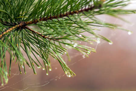 Pine tree needles with water drops close-upの写真素材
