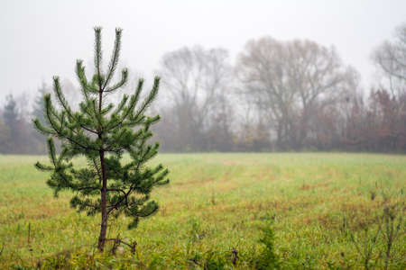 Small lonely pine tree standing on field in foggy weatherの写真素材