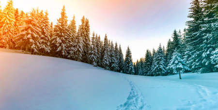 Pine trees in mountains in winter sunny day.の写真素材