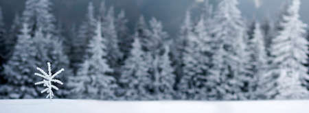 Winter landscape with snow covered small pine treeの写真素材