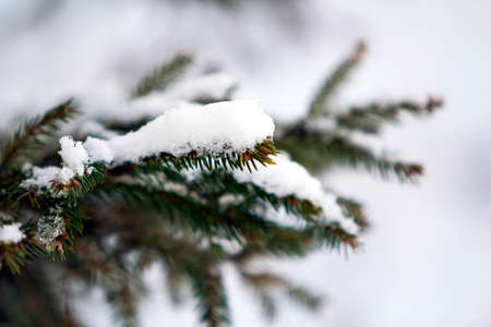 Close-up of green pine tree branches covered with snow in winter