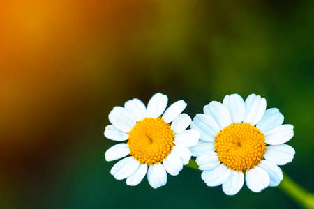 Close up little white daisy flowersの写真素材