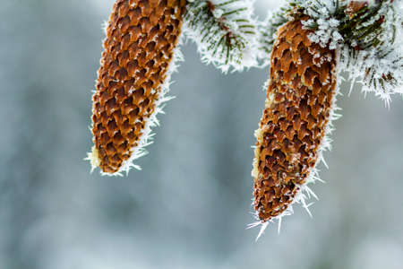 Close-up of pine tree cones in winter covered with white snow and frostの写真素材