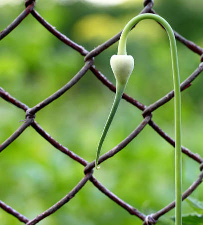 Green plant near a chain link fenceの写真素材