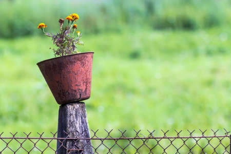 Old pot with flowers on a pole of chain link fenceの写真素材
