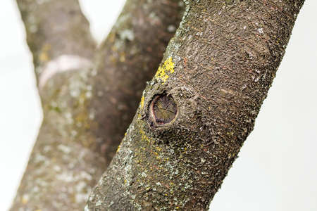 Close up of trunk of a tree