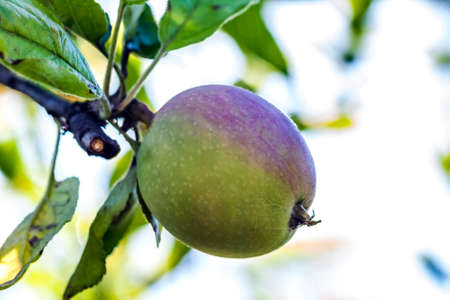 Growing green and red apple on tree branch. Farming and gardening concept.