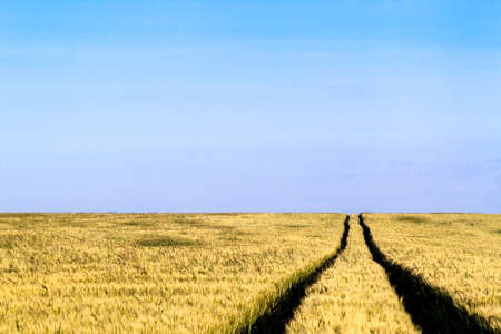 Dirt road path in a wheat field landscape in summer