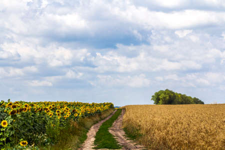 Landscape with dirt road between meadow early in the spring. Agriculture, fields and pastures. Nature design.の写真素材