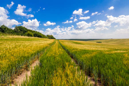 Dirt road in green wheat field in a sunny dayの写真素材