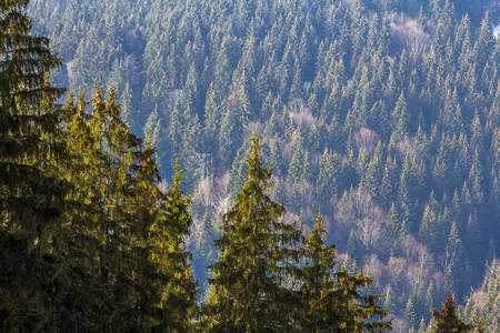 Pine trees in mountain forestの写真素材