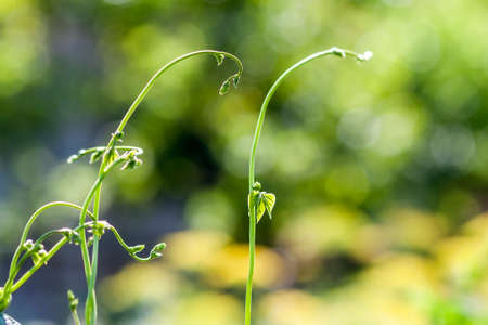 Green plant leaves in summer sunlight close-upの写真素材