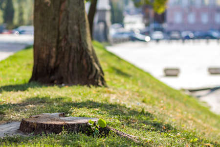 Stump of a tree on the green grass in the city. Trunk of a tall tree close-up detail image. Green...