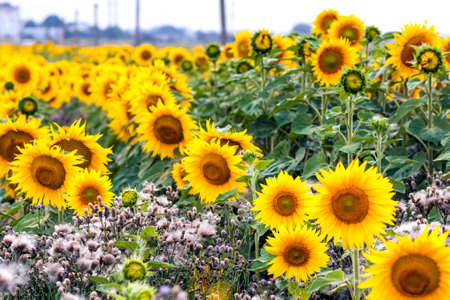 Yellow sunflowers in summer field close-upの写真素材