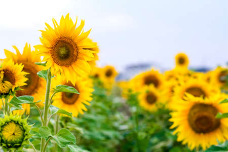 Yellow sunflowers in summer field close-upの写真素材