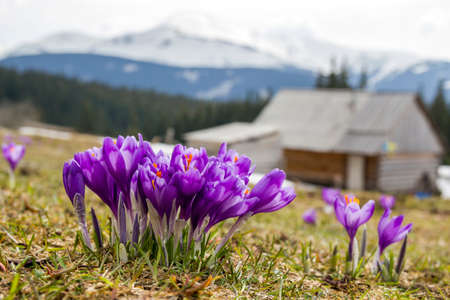 Close-up of marvelous blooming crocuses in the Carpathian mountains valley. Blurred image of shepherds hut and mighty mountains covered with forest in distance. Beauty of nature concept background.の写真素材