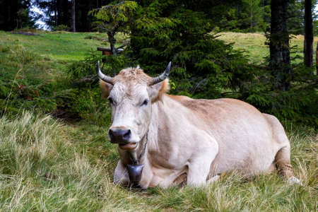 Idyllic view of two brown cows grazing in green pasture field fresh grass on bright sunny day. Farming and agriculture.の写真素材
