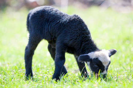Side view of small healthy sheep with curly white black fleece standing alone in green grassy field...