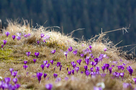 Beautiful view of marvelously blooming violet crocuses in the Carpathian mountains valley on bright spring morning. Ecology problems, protection of nature and beauty of life concept.の写真素材