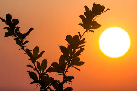 Beautiful contrast picture of clear silhouettes of tree branches with dark green leaves against big...