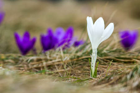 Close-up of beautifully blooming bright white crocus standing proudly alone in dry grass, meeting morning sun in Carpathian mountains. Protection of nature and beauty of life concept.の写真素材
