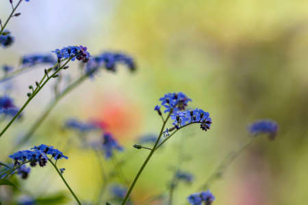Beautiful close-up picture of tender wild spring and summer flowers blue flowers forget-me-nots lavishly blooming on blurred colorful bokeh background in garden or field. Beauty of nature concept.の写真素材